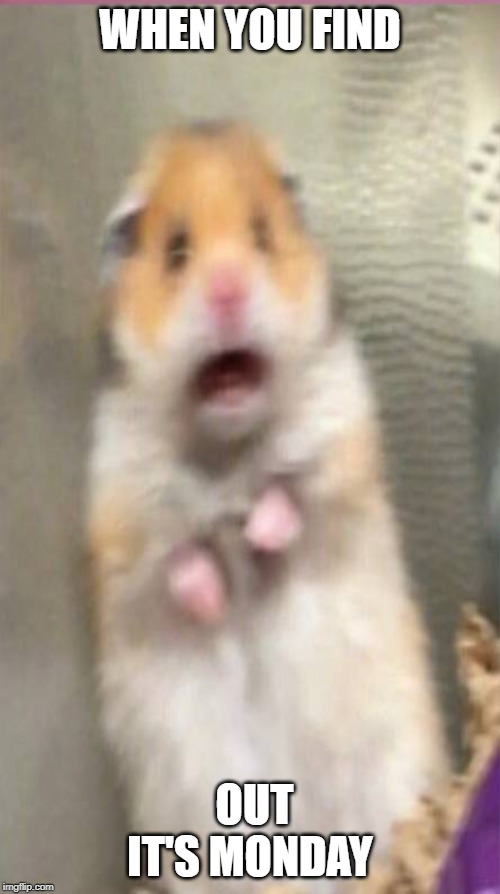 hamster meme | WHEN YOU FIND; OUT IT'S MONDAY | image tagged in hamster meme | made w/ Imgflip meme maker