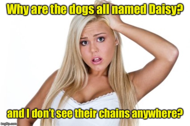 Dumb Blonde | Why are the dogs all named Daisy? and I don’t see their chains anywhere? | image tagged in dumb blonde | made w/ Imgflip meme maker