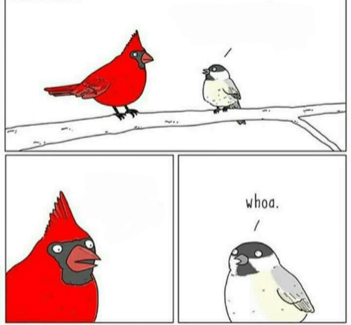 "bird" Meme Templates - Imgflip
