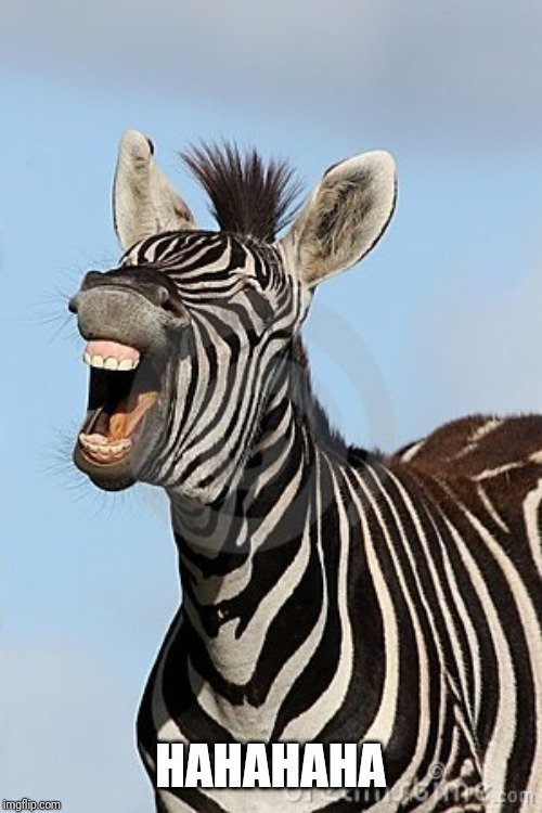 Laughing Zebra | HAHAHAHA | image tagged in laughing zebra | made w/ Imgflip meme maker