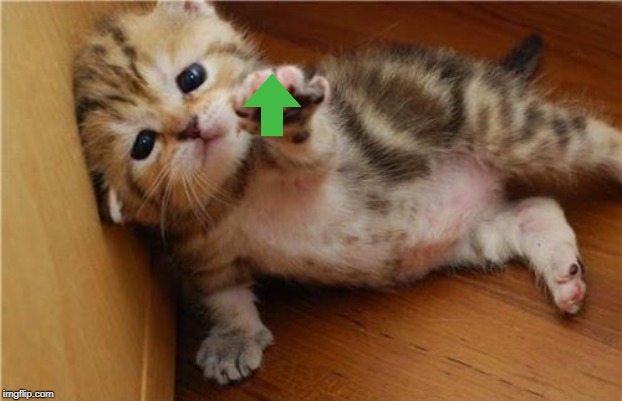 Help Me Kitten | image tagged in help me kitten | made w/ Imgflip meme maker