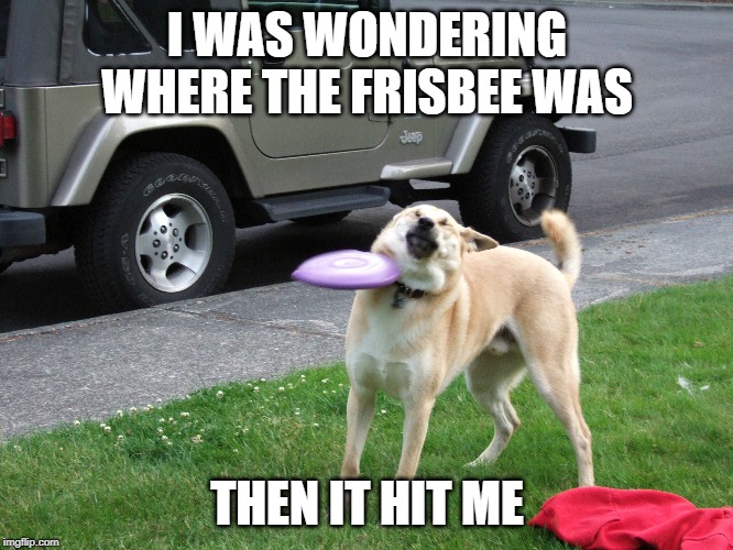 Frisbee Doge | I WAS WONDERING WHERE THE FRISBEE WAS; THEN IT HIT ME | image tagged in bad pun dog | made w/ Imgflip meme maker