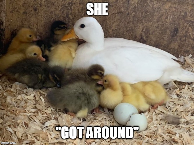 MULTI MAMA | SHE; "GOT AROUND" | image tagged in duck,ducks,duckling | made w/ Imgflip meme maker