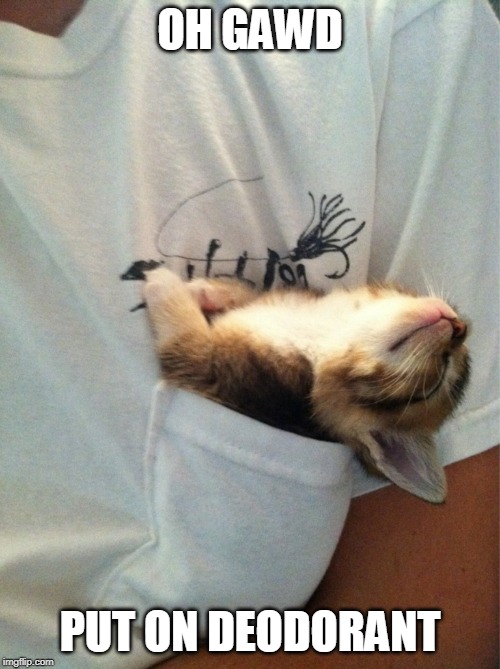 PE YU | OH GAWD; PUT ON DEODORANT | image tagged in pocket cat,cat,kitten | made w/ Imgflip meme maker