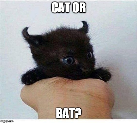 WHAT? | CAT OR; BAT? | image tagged in cat,kitten,cute,cute cat | made w/ Imgflip meme maker