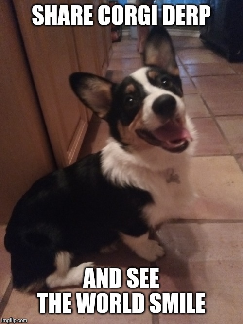 SHARE CORGI DERP; AND SEE THE WORLD SMILE | made w/ Imgflip meme maker