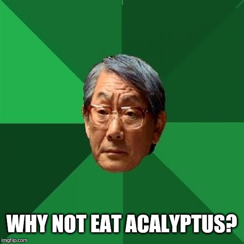 High Expectations Asian Father Meme | WHY NOT EAT ACALYPTUS? | image tagged in memes,high expectations asian father | made w/ Imgflip meme maker