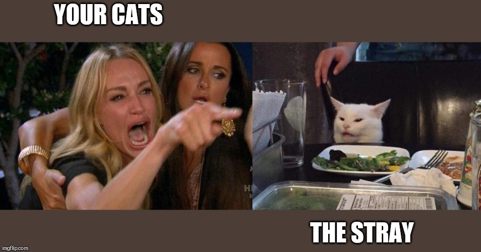 Lady yelling at cat | YOUR CATS; THE STRAY | image tagged in lady yelling at cat | made w/ Imgflip meme maker