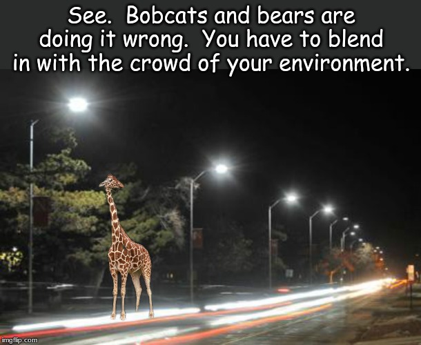 See.  Bobcats and bears are doing it wrong.  You have to blend in with the crowd of your environment. | image tagged in memes,animals | made w/ Imgflip meme maker