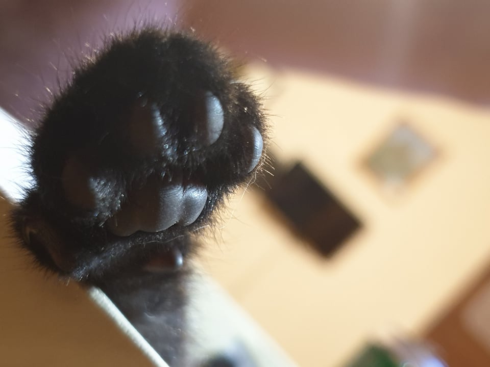 High Quality paw Blank Meme Template