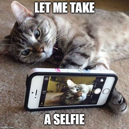 SELFIE | LET ME TAKE; A SELFIE | image tagged in selfie cat,selfie,funny cats,cats,cat | made w/ Imgflip meme maker