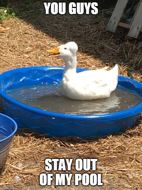 MINE | YOU GUYS; STAY OUT OF MY POOL | image tagged in duck,ducks,pool | made w/ Imgflip meme maker