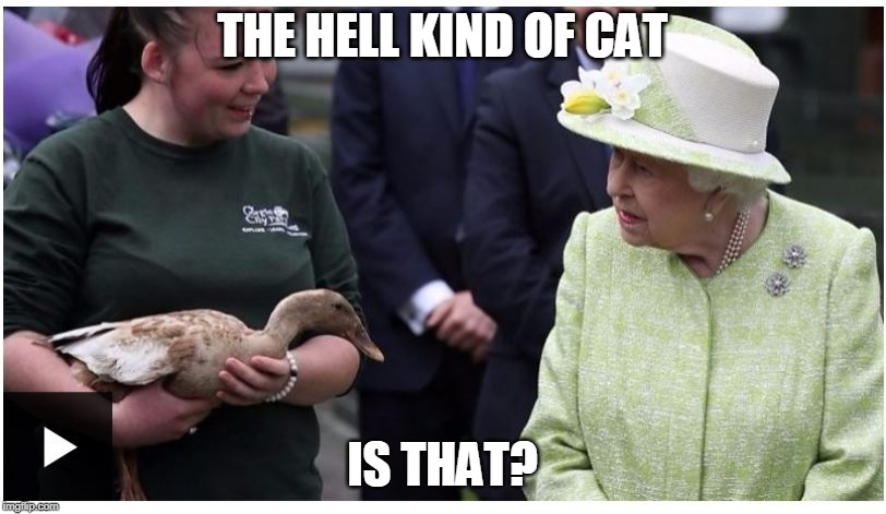 QUEEN'S DUCK | THE HELL KIND OF CAT; IS THAT? | image tagged in duck,ducks,queen | made w/ Imgflip meme maker