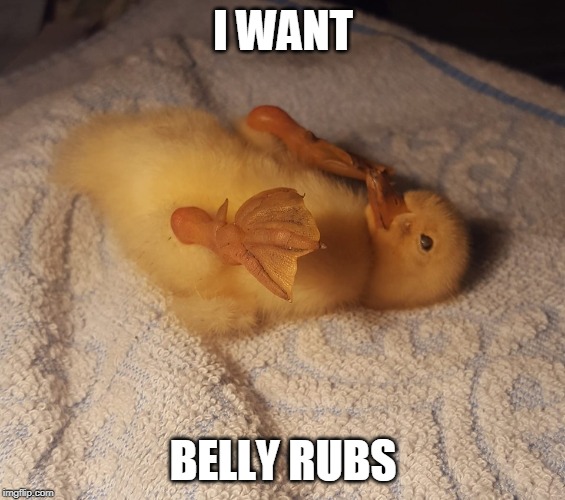 PET ME | I WANT; BELLY RUBS | image tagged in duck,duckling,cute,cute animals | made w/ Imgflip meme maker