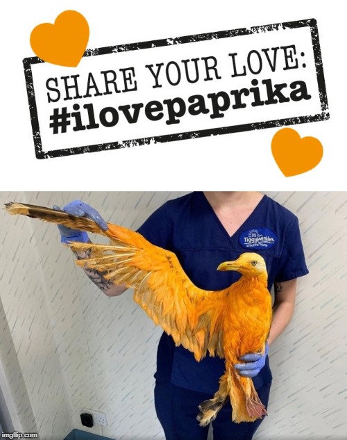 I love paprika | image tagged in bird,paprika,zweifel,chips,food,love | made w/ Imgflip meme maker