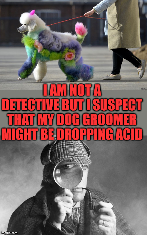 Colorful coat | I AM NOT A DETECTIVE BUT I SUSPECT THAT MY DOG GROOMER MIGHT BE DROPPING ACID | image tagged in sherlock holmes,dog | made w/ Imgflip meme maker