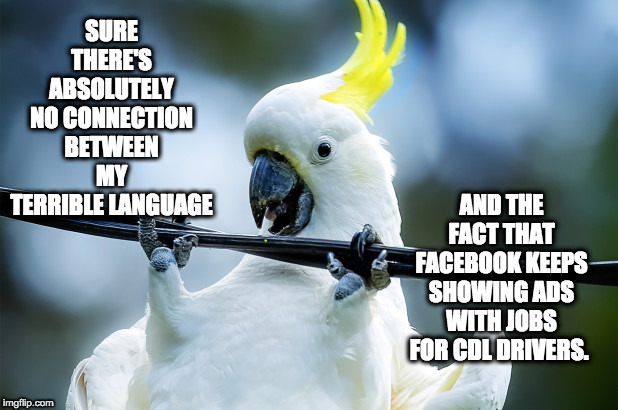 Cockatoo Gets Salty on Facebook | SURE THERE'S ABSOLUTELY NO CONNECTION BETWEEN MY TERRIBLE LANGUAGE; AND THE FACT THAT FACEBOOK KEEPS SHOWING ADS WITH JOBS FOR CDL DRIVERS. | image tagged in cockatoo,swearing,facebook,salty,bad language | made w/ Imgflip meme maker
