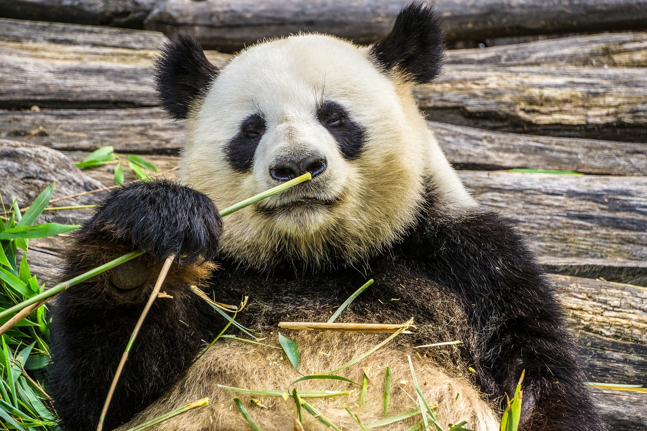 Panda Bear Blank Meme Template