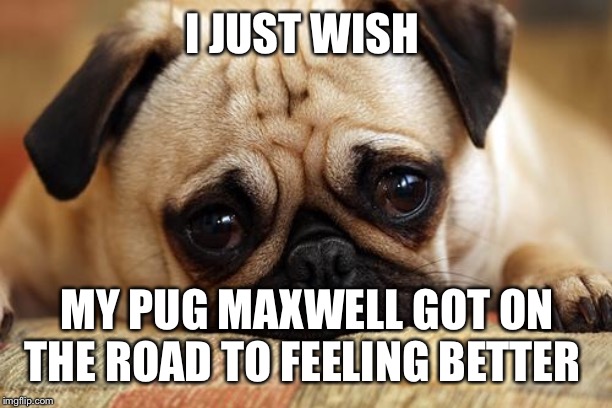 sad pug | I JUST WISH; MY PUG MAXWELL GOT ON THE ROAD TO FEELING BETTER | image tagged in sad pug | made w/ Imgflip meme maker