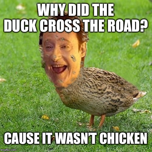 The Data Ducky | WHY DID THE DUCK CROSS THE ROAD? CAUSE IT WASN’T CHICKEN | image tagged in the data ducky | made w/ Imgflip meme maker