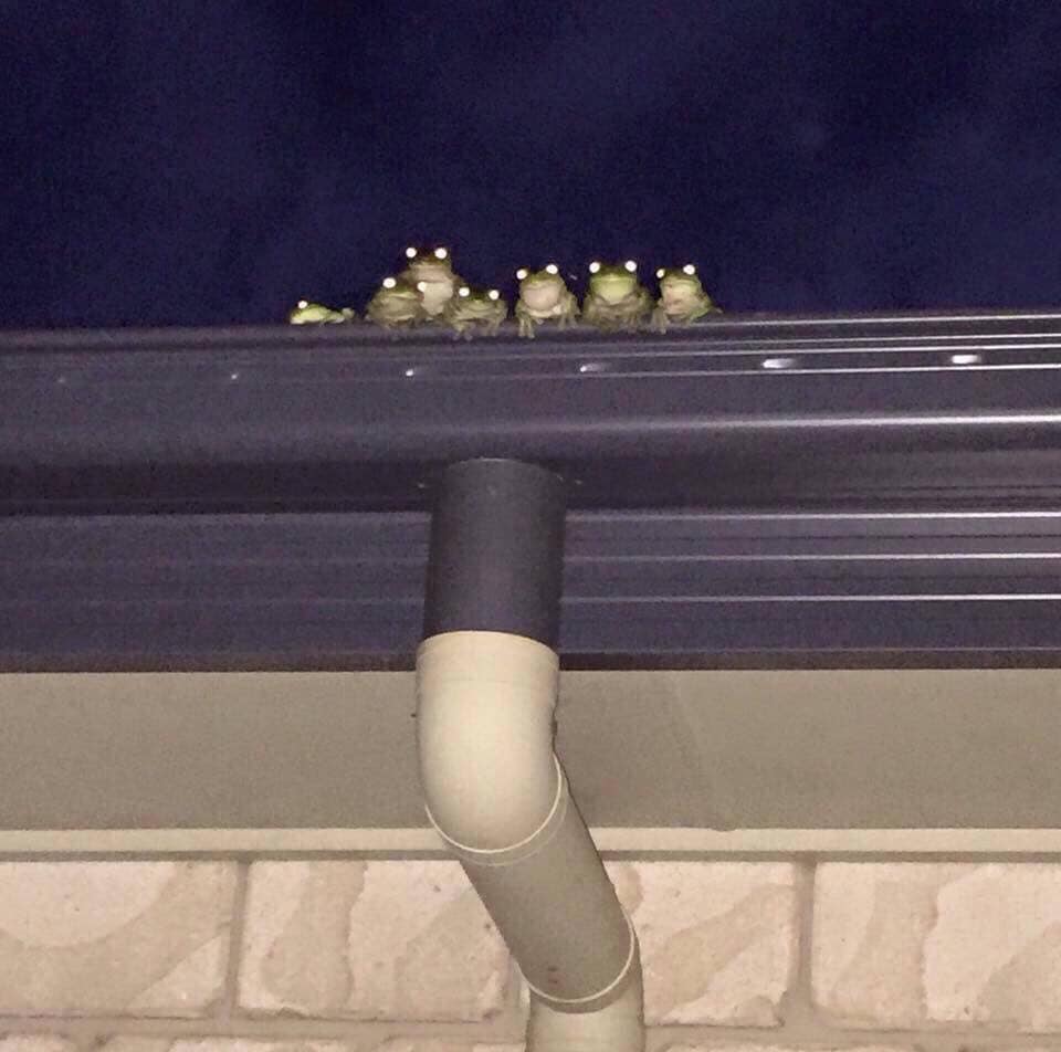 Frog Family Blank Meme Template