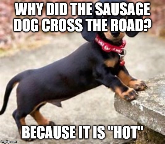 Why Sausage Dogs are Savages? | WHY DID THE SAUSAGE DOG CROSS THE ROAD? BECAUSE IT IS "HOT" | image tagged in funny memes,memes,dogs,funny dogs,gaming,cross | made w/ Imgflip meme maker