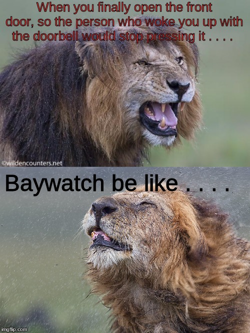 king of the jungle shit . . . . | When you finally open the front door, so the person who woke you up with the doorbell would stop pressing it . . . . Baywatch be like . . . . | image tagged in animals,memes | made w/ Imgflip meme maker