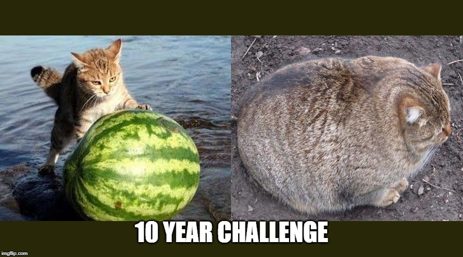 10 Year Challenge - Melon Cat | 10 YEAR CHALLENGE | image tagged in cat,melon,cat eat melon,10 year challenge,where are they now | made w/ Imgflip meme maker