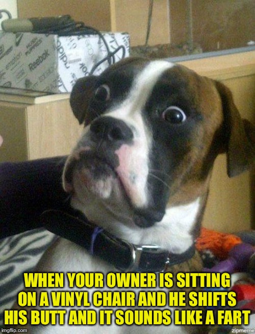 Not a good sound | WHEN YOUR OWNER IS SITTING ON A VINYL CHAIR AND HE SHIFTS HIS BUTT AND IT SOUNDS LIKE A FART | image tagged in funny dog | made w/ Imgflip meme maker