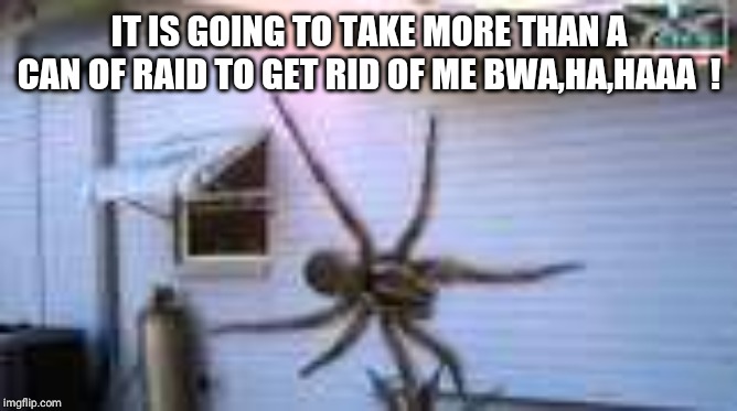 GIANT spider | IT IS GOING TO TAKE MORE THAN A CAN OF RAID TO GET RID OF ME BWA,HA,HAAA  ! | image tagged in giant spider | made w/ Imgflip meme maker