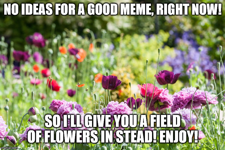 NO IDEAS FOR A GOOD MEME, RIGHT NOW! SO I'LL GIVE YOU A FIELD OF FLOWERS IN STEAD! ENJOY! | image tagged in flowers | made w/ Imgflip meme maker