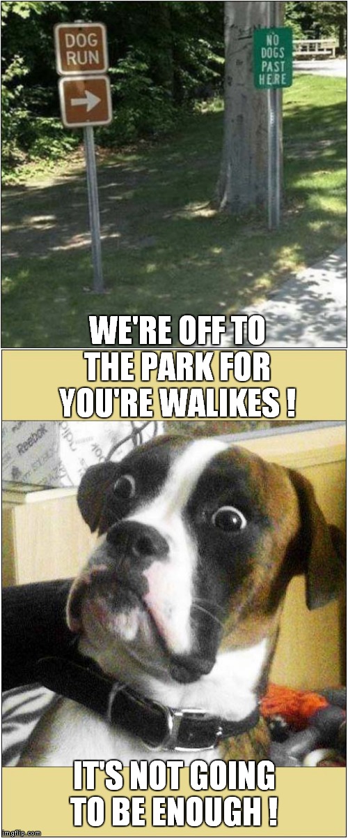 Time For Walkies | WE'RE OFF TO THE PARK FOR YOU'RE WALIKES ! IT'S NOT GOING TO BE ENOUGH ! | image tagged in fun,dogs,walkies | made w/ Imgflip meme maker