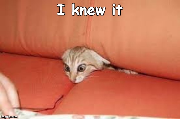 Kitty in sofa | I knew it | image tagged in kitty in sofa | made w/ Imgflip meme maker