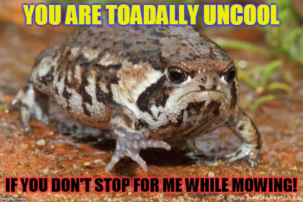 Grumpy Toad Meme | YOU ARE TOADALLY UNCOOL; IF YOU DON'T STOP FOR ME WHILE MOWING! | image tagged in memes,grumpy toad | made w/ Imgflip meme maker
