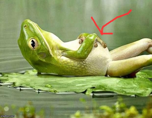 Lazy frog | image tagged in lazy frog | made w/ Imgflip meme maker