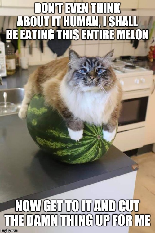 Cat eats entire melon | DON'T EVEN THINK ABOUT IT HUMAN, I SHALL BE EATING THIS ENTIRE MELON; NOW GET TO IT AND CUT THE DAMN THING UP FOR ME | image tagged in hungry cat,fat cat,watermelon | made w/ Imgflip meme maker