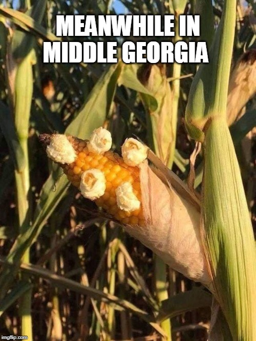 It is so hot and humid in GA; this photo was taken in a local cornfield. |  MEANWHILE IN MIDDLE GEORGIA | image tagged in hot weather,humid,popcorn,cornfield,georgia,memes | made w/ Imgflip meme maker
