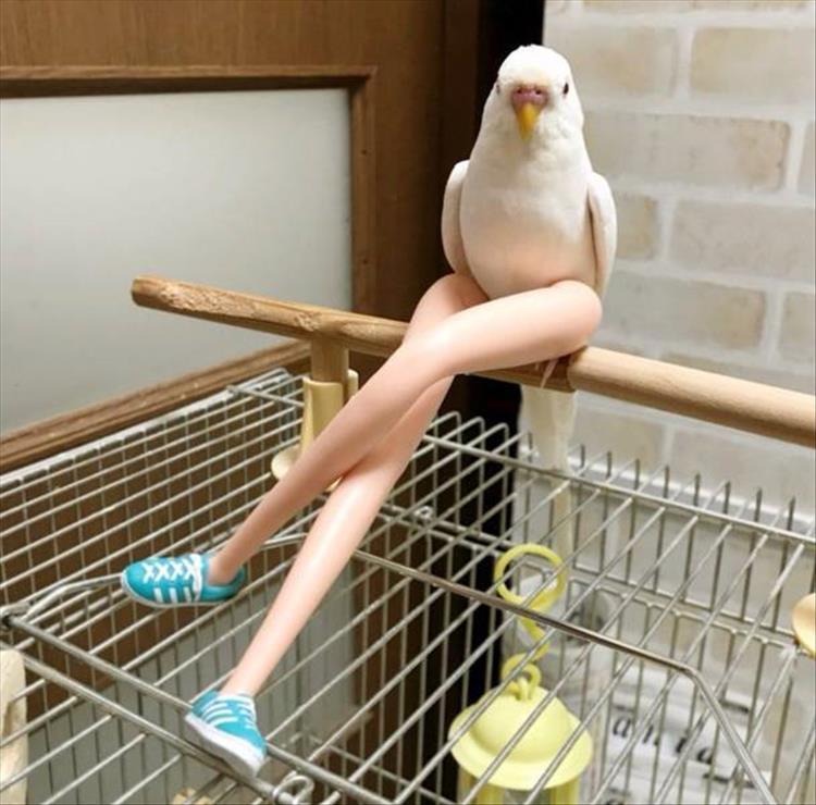 High Quality Bird with legs Blank Meme Template