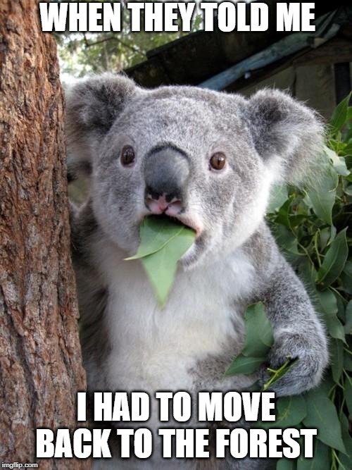 Surprised Koala Meme | WHEN THEY TOLD ME; I HAD TO MOVE BACK TO THE FOREST | image tagged in memes,surprised koala | made w/ Imgflip meme maker