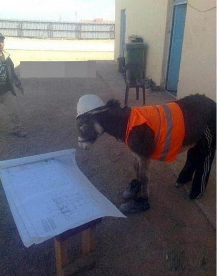 Donkey Hard Hat Blank Meme Template