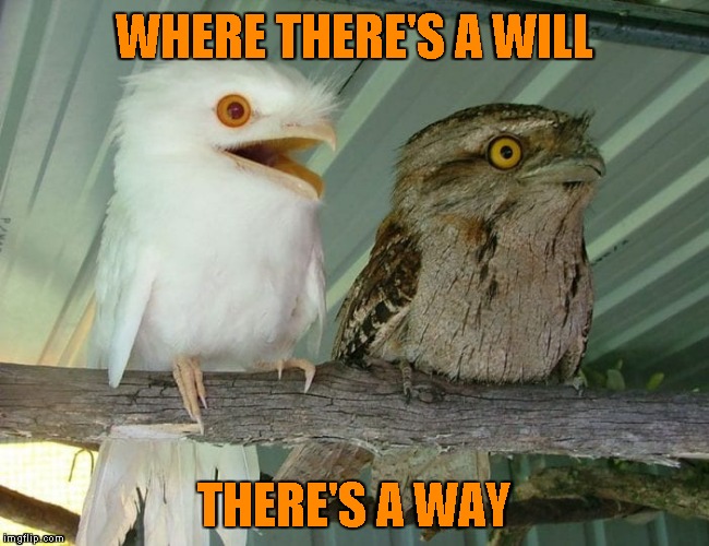 albino owl XXL | WHERE THERE'S A WILL THERE'S A WAY | image tagged in albino owl xxl | made w/ Imgflip meme maker