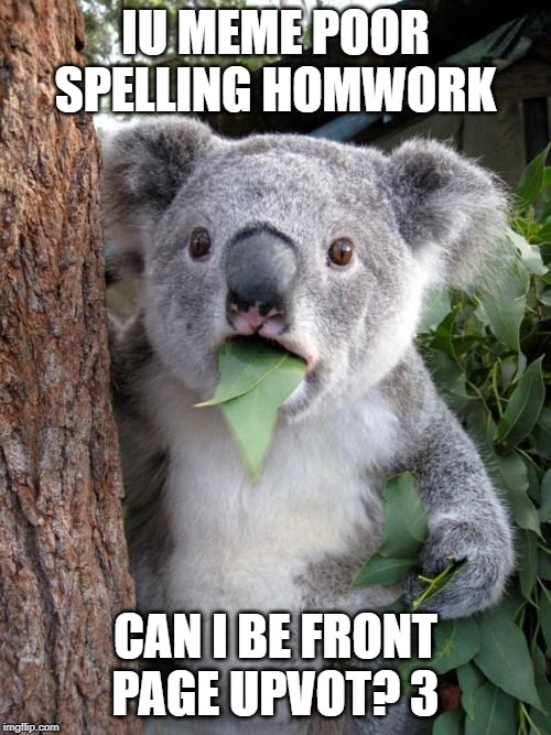 Surprised Koala Meme | IU MEME POOR SPELLING HOMWORK; CAN I BE FRONT PAGE UPVOT? 3 | image tagged in memes,surprised koala | made w/ Imgflip meme maker