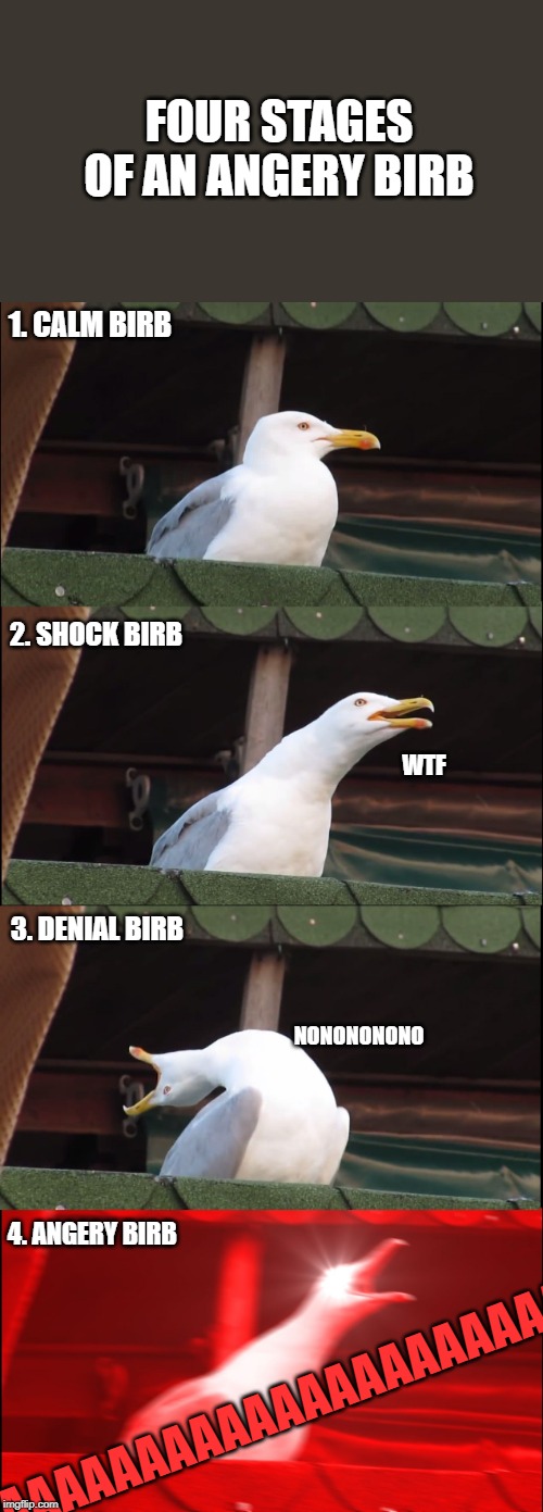 Angery Seagull | FOUR STAGES OF AN ANGERY BIRB; 1. CALM BIRB; 2. SHOCK BIRB; WTF; 3. DENIAL BIRB; NONONONONO; 4. ANGERY BIRB; AAAAAAAAAAAAAAAAAAAAA | image tagged in memes,inhaling seagull | made w/ Imgflip meme maker
