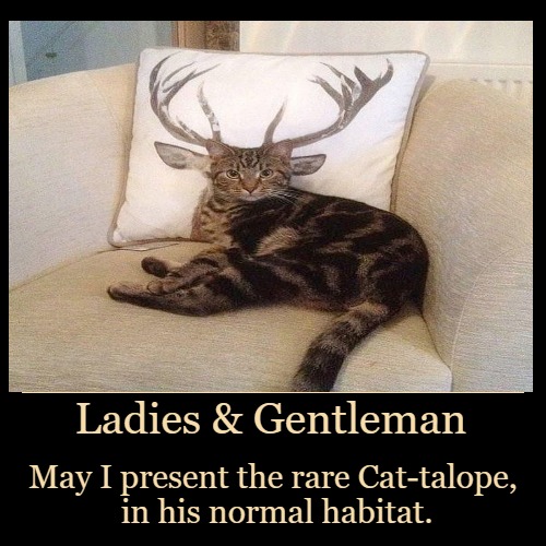 The rare Cat-talope | image tagged in funny,cats,funny cats,home | made w/ Imgflip demotivational maker