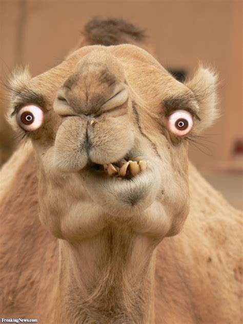 ugly camel Blank Meme Template