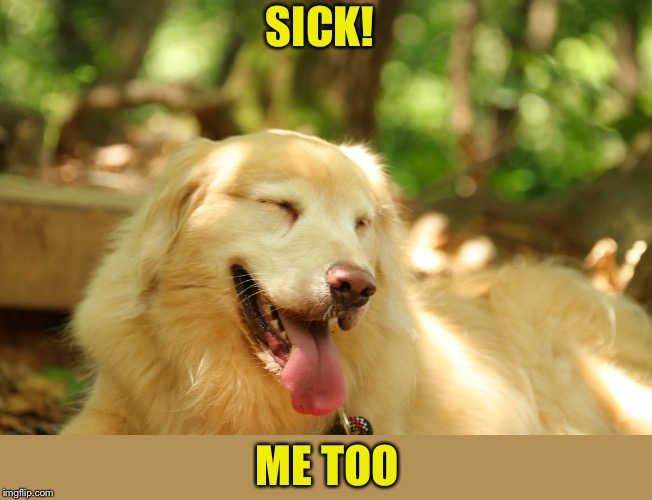 Dog laughing | SICK! ME TOO | image tagged in dog laughing | made w/ Imgflip meme maker