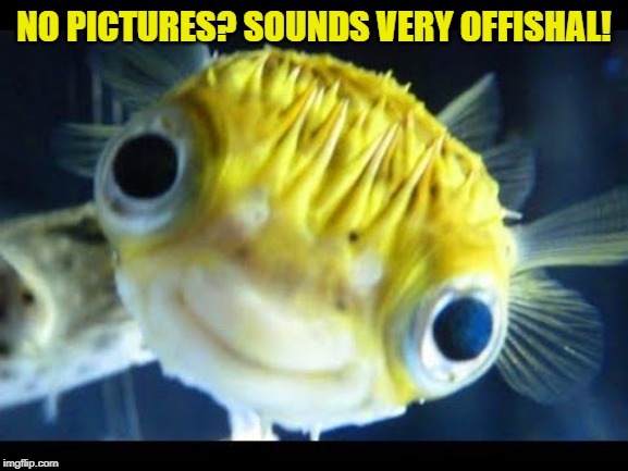 Fish | NO PICTURES? SOUNDS VERY OFFISHAL! | image tagged in fish | made w/ Imgflip meme maker