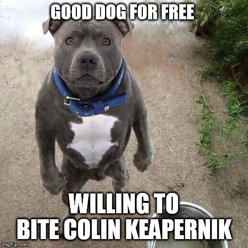 BAD DOG | GOOD DOG FOR FREE; WILLING TO BITE COLIN KEAPERNIK | image tagged in bad dog | made w/ Imgflip meme maker