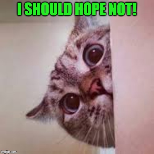 scared cat | I SHOULD HOPE NOT! | image tagged in scared cat | made w/ Imgflip meme maker