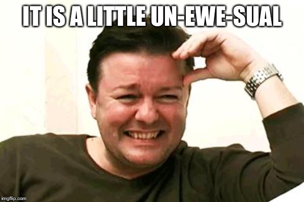 Laughing Ricky Gervais | IT IS A LITTLE UN-EWE-SUAL | image tagged in laughing ricky gervais | made w/ Imgflip meme maker